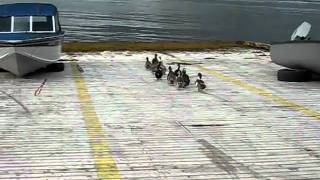 NewFoundLandDucks.AVI