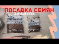 Выращивание бонсай из семян. Посадка семян клена ямомиджи и бургерианума