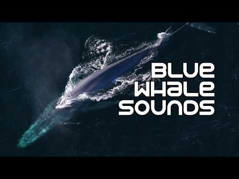 Blue Whales Underwater Sounds