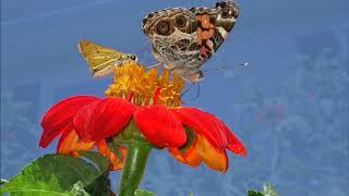 July 19Th-25Th, 2020 In The Queendom