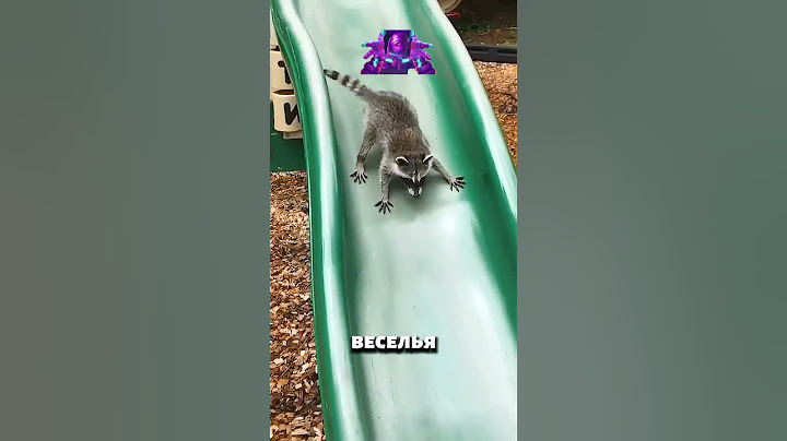 ДОМАШНИЙ ЕНОТ 🦝