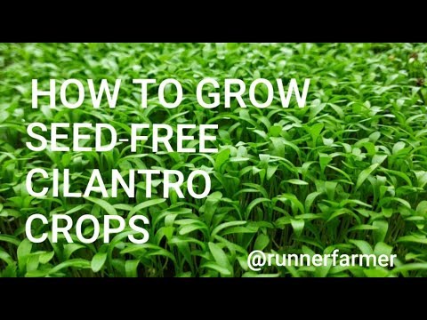 ቪዲዮ: Cilantro ምንድነው?