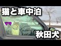 【猫と冬の車中泊旅】忠犬ハチ公のふるさとで秋田犬を楽しむ|車中飯はきりたんぽ鍋|秋田県大館市から横手市|キャンピングカーのようにDIYしたハイエースで冬でも快適な車中泊