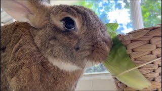 Hungry Cute Rabbit Chomps Crunchy Lettuce Bunny Asmr 🥬🐰