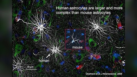 Progenitor Cell-Based Modeling and Treatment of Glial Disease