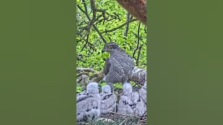 P#600- Review mother birds brings food to feed her babies in the nest, baby birds life #birdslover