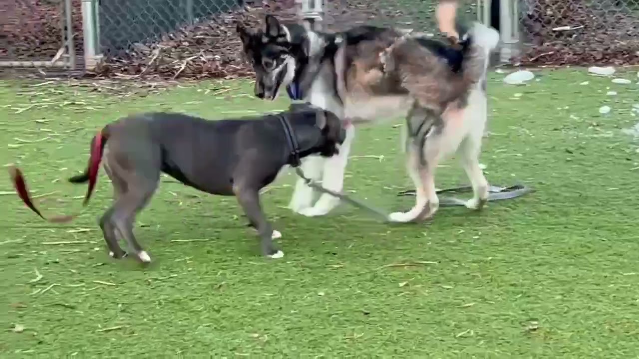 Meet Snowshoe a Mixed Breed, Large (over 44 lbs fully grown) currently available for adoption! 2/25/
