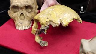 Download Lagu The muddle in the Middle Pleistocene MP3