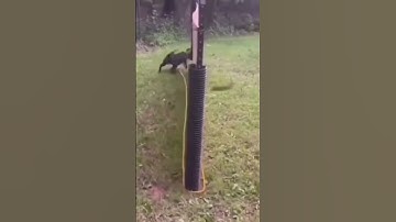 Funny Dog 🐶 caught in endless loop 😂 🐕 #animals #dogshorts#dog #youtubeshorts #entertainment #comedy