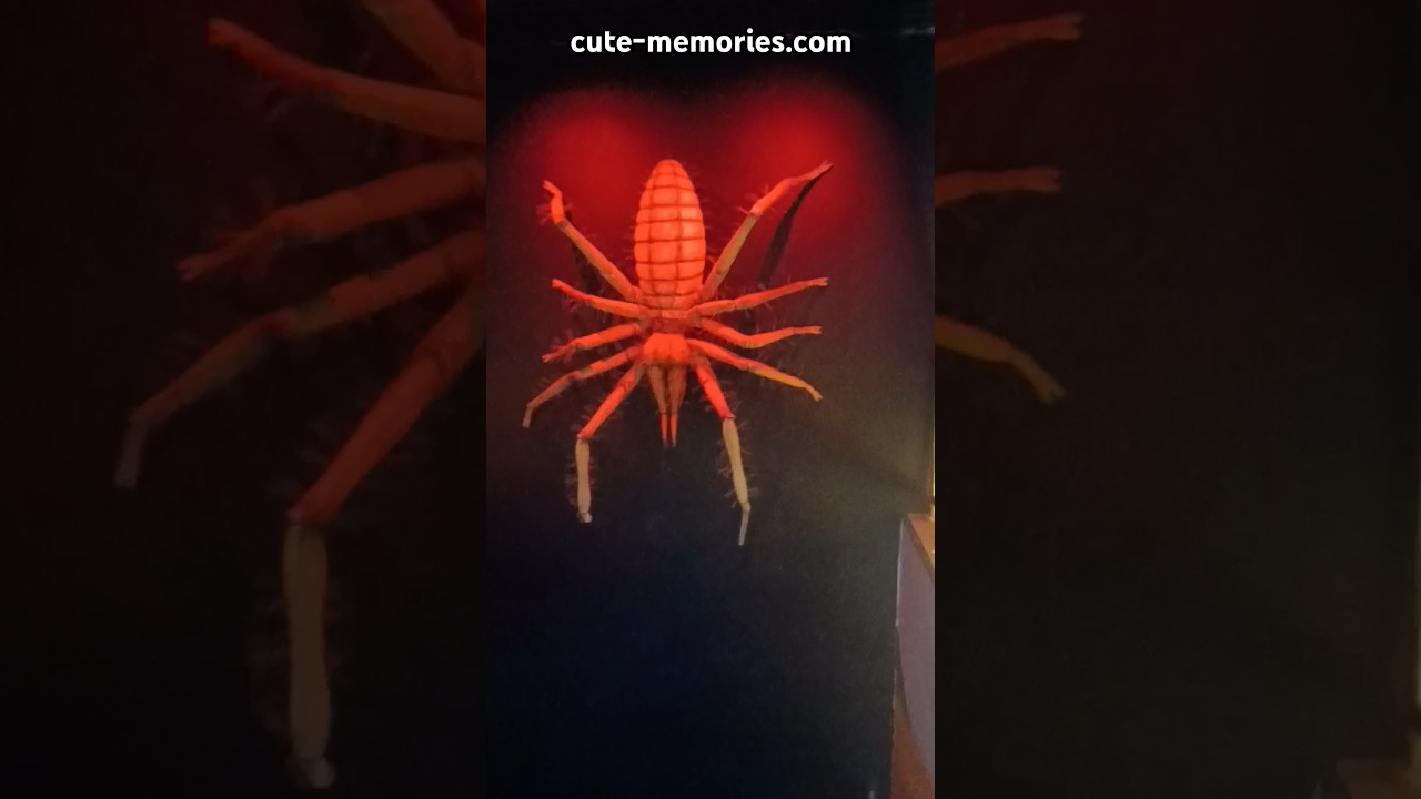 Watch big lobster 🦞 of Dubai 🇦🇪 underwater zoo