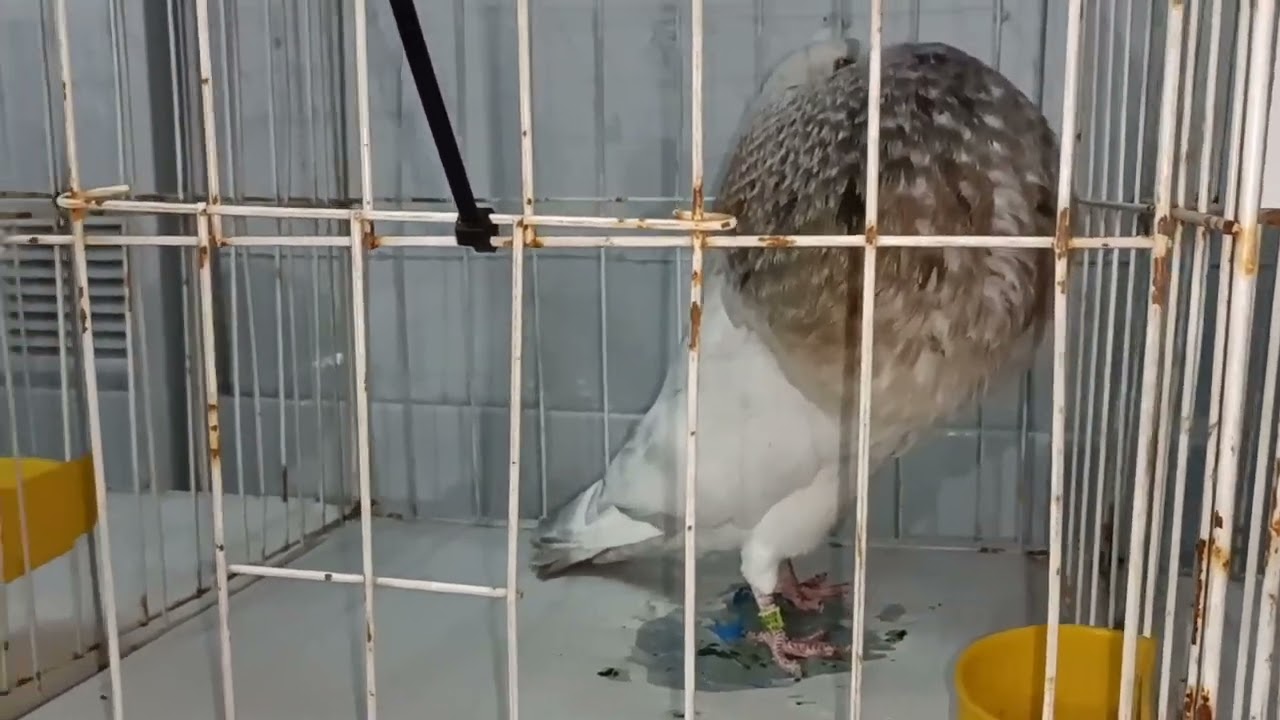 EXPOSICIÓN DE ARGENTINA, 2022 17 DE JULIO 1ER PARTE