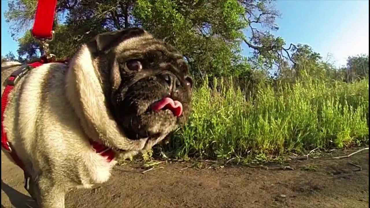 GoPro Slow Motion PUG in the park Compilation