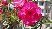 Elen S Adenium pluS