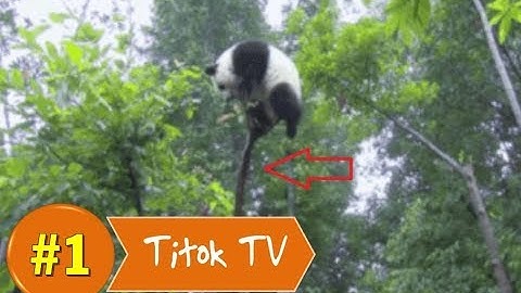 Những khoảnh khắc hài hước siêu bá đạo trong thế giới động vật