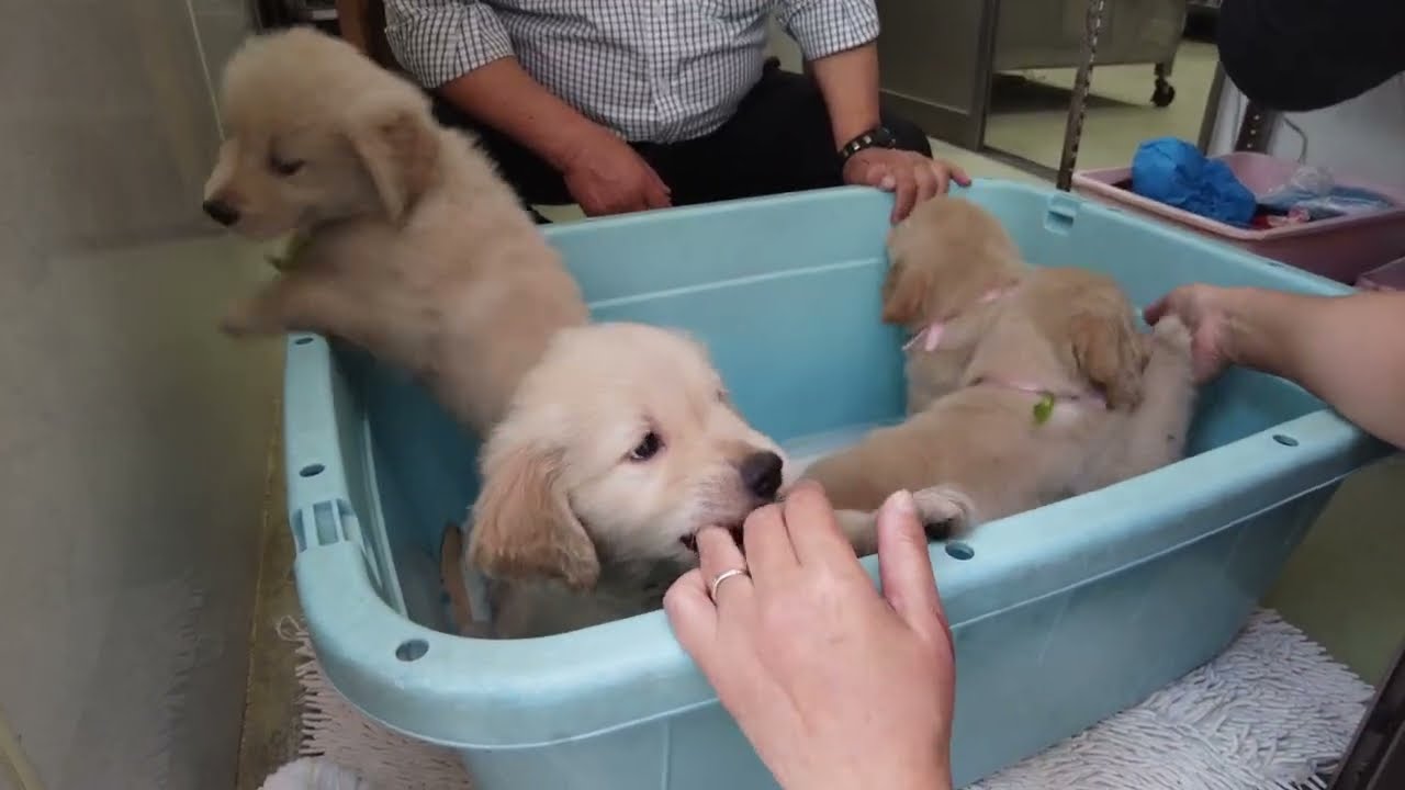 ゴールデンレトリバー子犬を迎えます♪