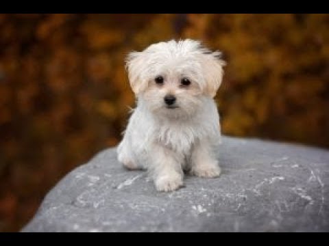 Video: How To Feed Maltese Lapdogs