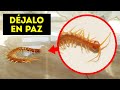 Si ves este insecto en tu casa, ¡no lo aplastes!