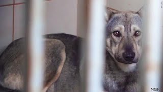 Thomasville Humane set to receive $940K to help reach no-kill status in Georgia