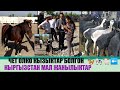 Иностранецтер КОП КЕЛГЕН УЧКУН МАЛ БАЗАР 👍🐄🏇🐑🐮22/09/2019