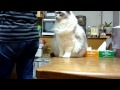 かまって～お尻トントン猫　　 Please pet me.