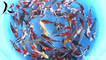 13-16 cm Japanese Koi Mix From Kase Koi Farm