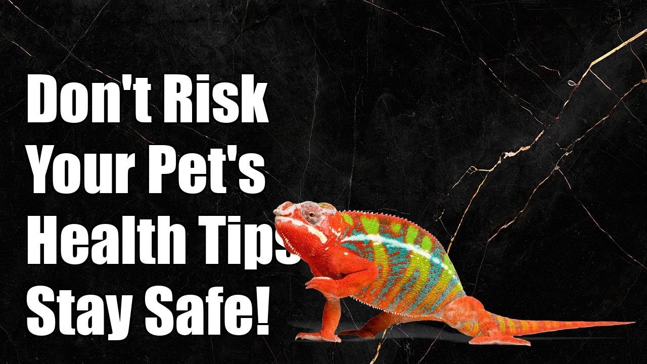 Don't Risk Your Chameleon's Health: Essential Tips to Prevent Cross-Contamination!