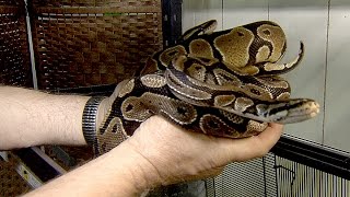Third ball python found on Burnaby Mountain since July