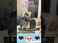 진정해  난 유단자야 !  #강아지 #강아지쇼츠 #웃긴영상 #댕댕이 #유머 #고양이