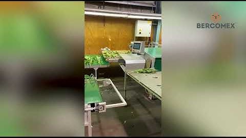 Lily processing on Bercomex Flowerlines