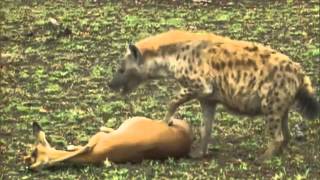 Импала vs гепард и гиенаВторая жизнь