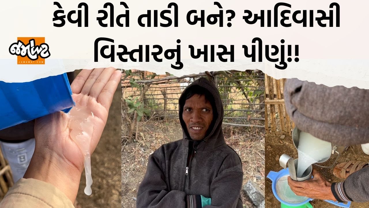 Rajpiplaથી Dediapada જતાં તાડી નીરો વેચતી દુકાનો જોઈ! Jamawat