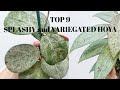 TOP 9 SPLASHY AND VARIEGATED HOYA - uncommon plants!