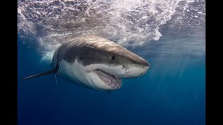 Как получить уникальные кадры атаки большой белой акулы (Carcharodon carcharias) ?