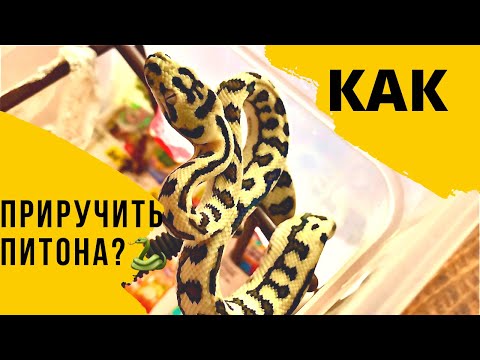 Как приучать к рукам агрессивного змеёныша?
