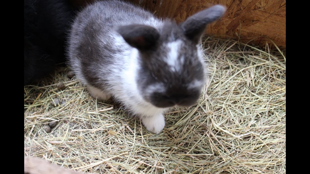 Rabbit babies 
