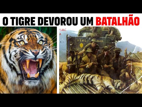 Vídeo: A floresta de tigres já atingiu um buraco em um?