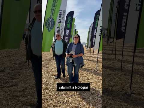 Tudd meg videónkból, miért előnyös az 50 cm-es sortáv kukoricában!