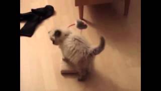 Funny Videos 2014, Funny Animals Funny Fails 2014 , NEW 2014