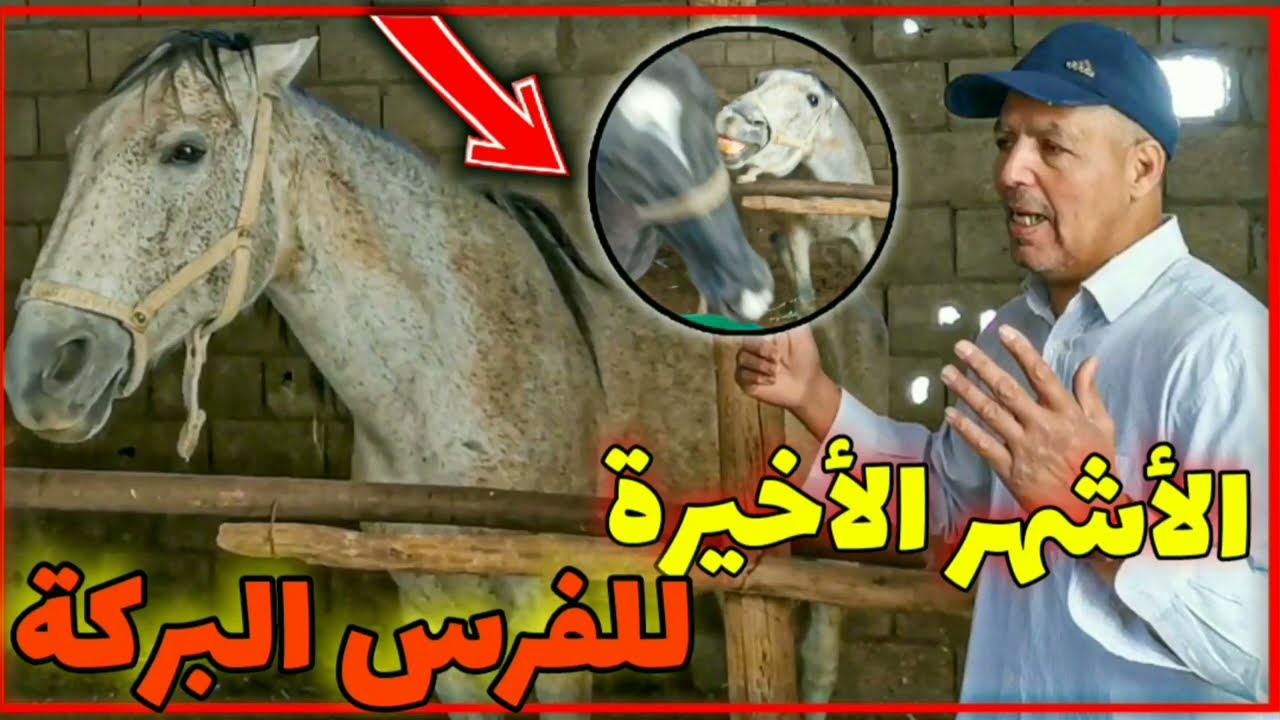 الفرس في شهرها الأخير، نصاءح لا بد منها