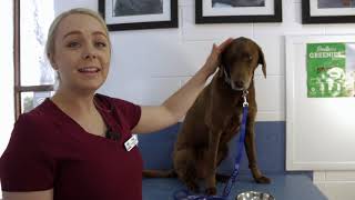 World Animal Day Spring School Holiday Program