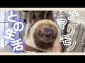 【子どものナマケモノ】動物園にいる動物との共同生活