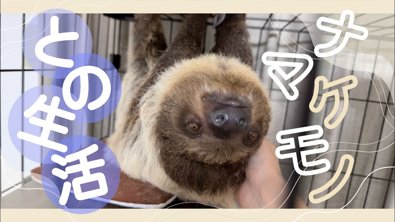 【子どものナマケモノ】動物園にいる動物との共同生活