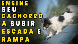 Como ENSINAR seu cachorro a SUBIR escada ou a rampa do espaço pet?  #adestramentodecaes