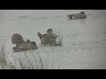 American Wigeon Carlton Marshes SWT 8 February 2026