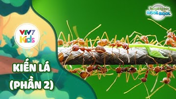 Thế giới kỳ diệu của Bool Bool - Mùa 1 - Số 02 | KIẾN LÁ (PHẦN 2) | VTV7