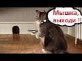 ПРИКОЛЫ С КОТАМИ! Самая смешная озвучка животных! СМЕШНЫЕ КОТЫ!