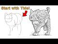 Easy Way to Draw a Bobcat Using Simple Shapes