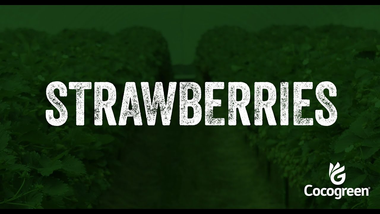 Cocogreen Coir Substrates for Strawberry Crops - YouTube
