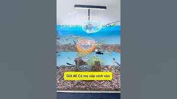 Hướng dẫn chế lồng tách đẻ cá không tốn 1 xu🥰