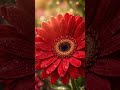 #Gerberaflower